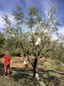 olive harvest